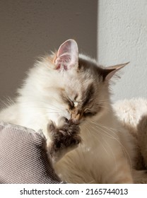 Siberian Neva Masquerade Kitten Licking Paw