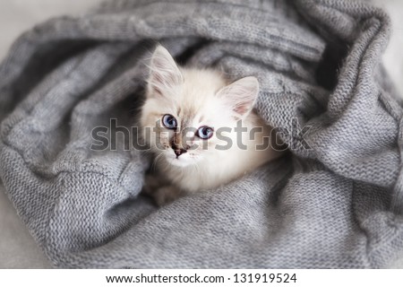 Siberian Neva Masquerade kitten lying on a soft bad