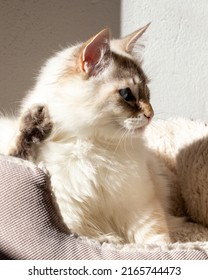 Siberian Neva Masquerade Kitten Portrait Photo