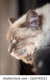 Siberian Neva Masquerade Kitten Sleeping