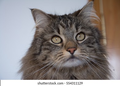 Siberian Norwegian Forest Cat Maine Coon Stock Photo 556997422 ...