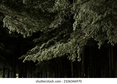 Siberian Pine In January Frosts