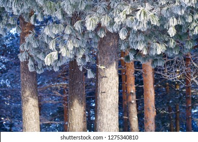 A Siberian Pine Tree Covered In Frost. An Atmospheric Icing On A Pinus Sibirica Tree.