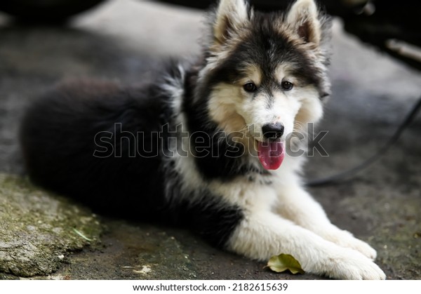 siberian puppy lovely face. Lovely Puppy of husky. Puppy Dog. Wallpaper With Puppy. Pet animal photography