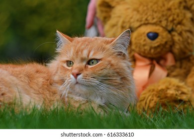 Siberian red-haired cat