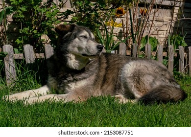 Siberian Retriever In The Garden