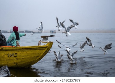 Siberian Seagull flying over river Yamuna ghatt - Powered by Shutterstock