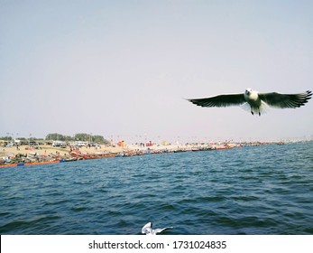 Siberian Seagulls Flying Over Triveni Sangam, Prayagraj Allahabad