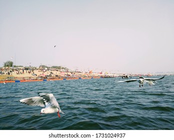 Siberian Seagulls Flying Over Triveni Sangam, Prayagraj Allahabad