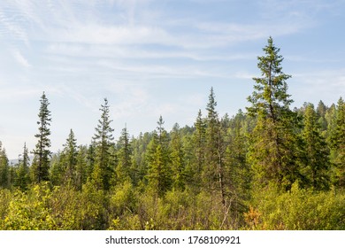 Siberian Spruce Forests, Picea Omorica, Russia (irkutsk)