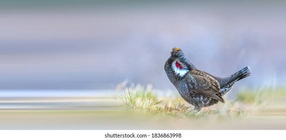 Siberian Spruce Grouse Foraging In The Forest