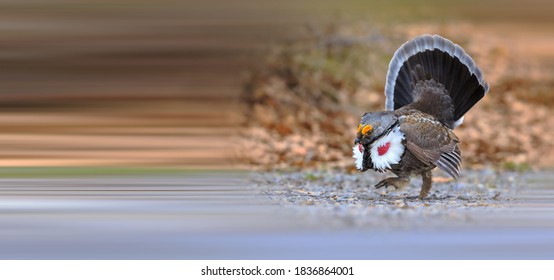 Siberian Spruce Grouse Foraging In The Forest