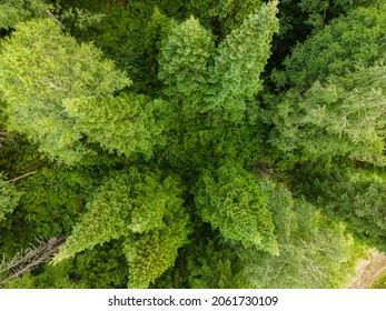 Siberian Spruce In The Taiga Of Western Siberia