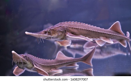 The Siberian Sturgeon (Acipenser Baerii) In Aquarium Tank. It Is Increasingly Farmed Both For Meat And To Produce Caviar From Its Roe. Family Acipenseridae.