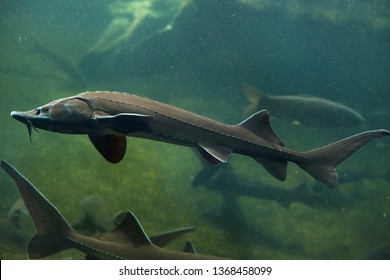 89 Baikal sturgeon Images, Stock Photos & Vectors | Shutterstock