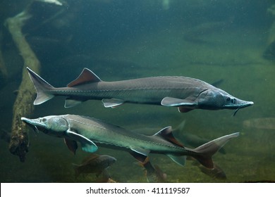 Siberian sturgeon (Acipenser baerii). Wild life animal. 