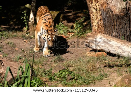 The Siberian Tiger