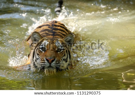 The Siberian Tiger