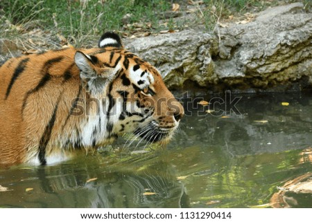 The Siberian Tiger
