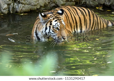The Siberian Tiger