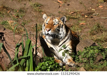 The Siberian Tiger