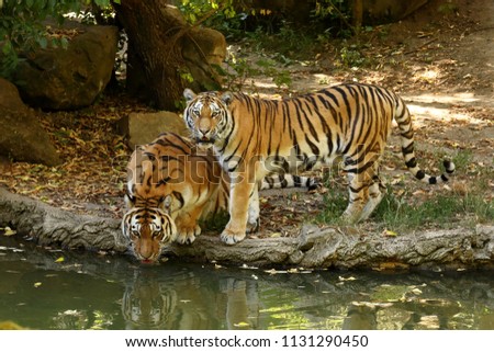 The Siberian Tiger