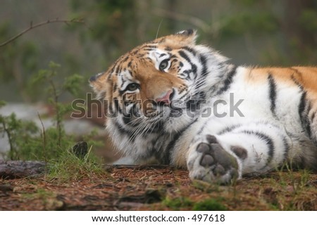Similar – Image, Stock Photo Roar Of The Tiger Animal