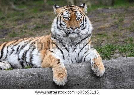 siberian tiger