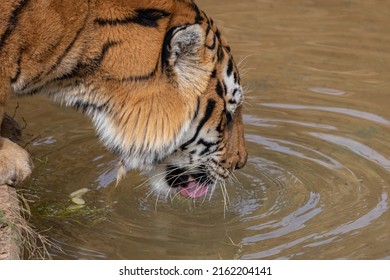 Siberian Tiger Or Amur Tiger Is A Population Of The Tiger Subspecies Panthera Tigris Tigris Native To The Russian Far East, Northeast China, Drinking Water.  