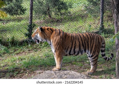 Siberian Tiger Amur Tiger Population Tiger Stock Photo 2162204145