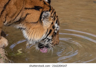 Siberian Tiger Or Amur Tiger Is A Population Of The Tiger Subspecies Panthera Tigris Tigris Native To The Russian Far East, Northeast China, Drinking Water.  