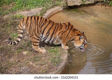 Siberian Tiger Or Amur Tiger Is A Population Of The Tiger Subspecies Panthera Tigris Tigris Native To The Russian Far East, Northeast China, Drinking Water.  