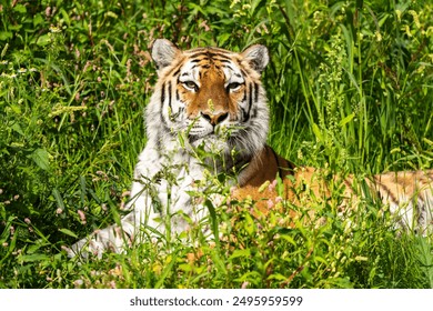 Siberian tiger (Amur tiger) resting in the grass in the Eindhoven Zoo, the Netherlands. - Powered by Shutterstock