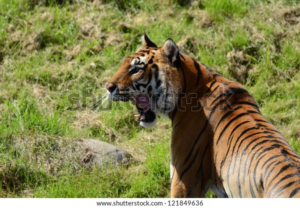 Siberian Tiger Bengal Tiger Sumatra Tiger Stock Photo Edit Now