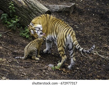 Siberian Tiger Cub