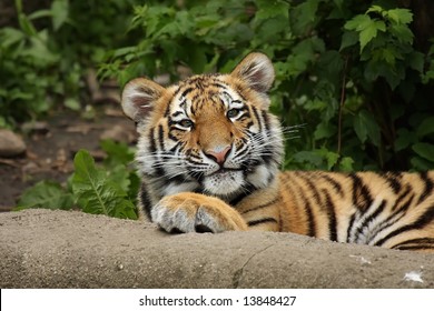 Siberian Tiger Cub Looking At Camera With Funny Face.