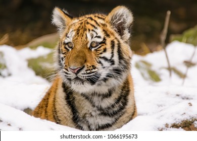 A siberian tiger cub playing in the snow and licking its mouth - Powered by Shutterstock