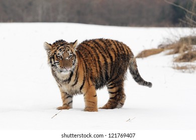 Siberian Tiger Cub In Snow