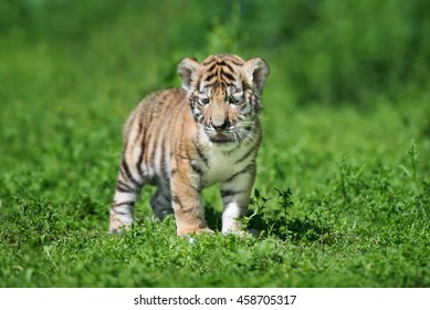 Siberian Tiger Cub Standing Outdoors