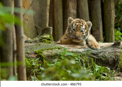 Siberian Tiger Cub At Watch