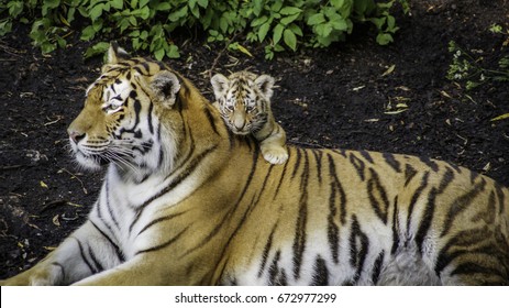 Siberian Tiger Cubs