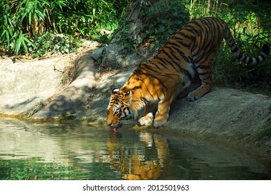 Siberian tiger drinking water from lake - Powered by Shutterstock