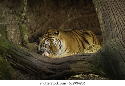Siberian Tiger Eats Stock Photo 682934986 | Shutterstock