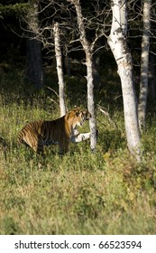 Siberian Tiger Emerges From The Woodlands