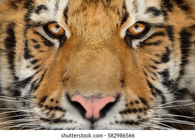 Siberian Tiger Face Detail. Aggressive Stare Look Meaning Danger For The Prey. Closeup View To Angry  Expression.