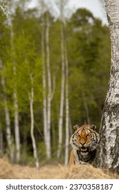 Siberian tiger (female, Panthera tigris altaica) in beautiful habitat. Amur tiger in the beige grass in a birch forest. Wildlife Russia with danger animal.