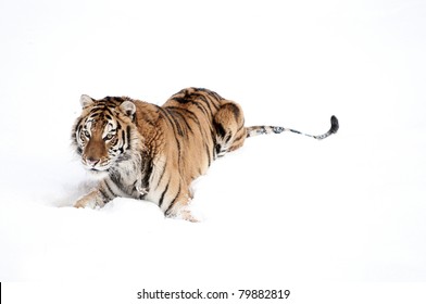 Siberian Tiger In Fresh Snow