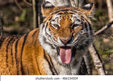 Siberian Tiger With Funny Mocking Face