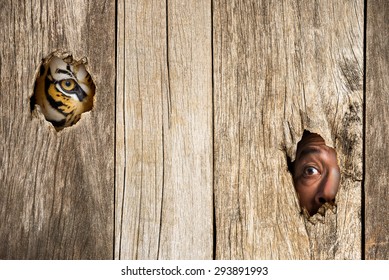 Siberian Tiger And Human Eye In Wooden Hole In Concept Of Scared