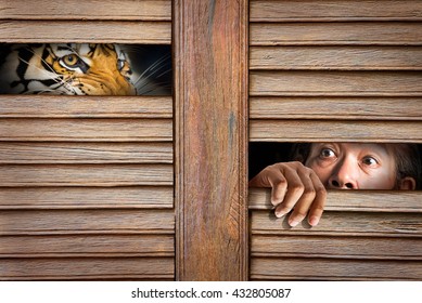 Siberian Tiger And Human Eye In Wooden Hole In Concept Of Scared